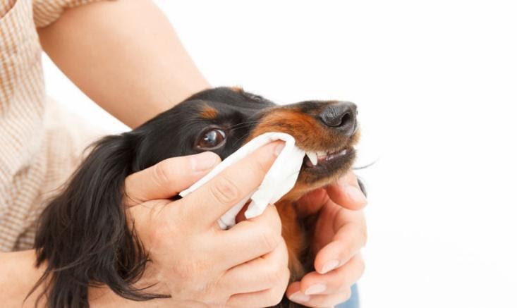Keep Your Pup’S Paws Clean With Easy Wipes