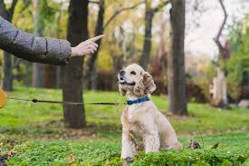 Easy Dog Training Tips For Obedience Success