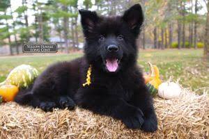 Mittelwest German Shepherds Supports New Puppy Owners
